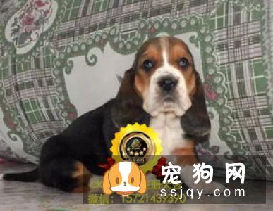 【巴吉度犬】巴吉度犬好养吗?巴吉度犬_价格_训练