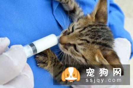 哪些非宠物美容技能会帮助提高宠物美容技能？