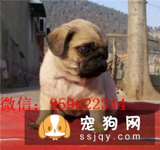 巴哥犬多少钱_好养吗?巴哥犬图片_价格_训练_介绍