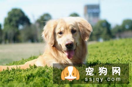 养狗须知|狗狗“例假”什么时候来、多长时间来一次