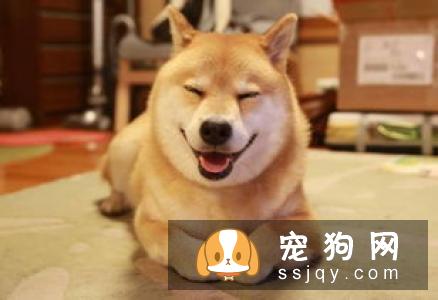 比熊狗粮排行榜上哪款狗狗更爱吃