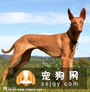 法老王猎犬-已存在至少5000年古老犬种