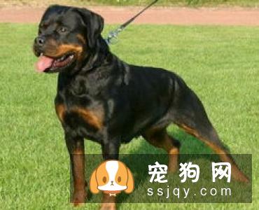 中国沙皮犬好养吗?中国沙皮犬的智商_性格_多少钱|价格