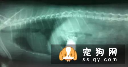 犬猫肠梗阻的症状_病因及危害！