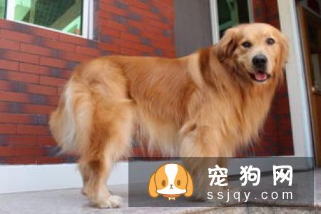 金毛幼犬可以吃火腿肠吗  金毛幼犬吃什么好