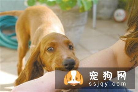 通知！！这几种狗狗尽量让孩子远离！