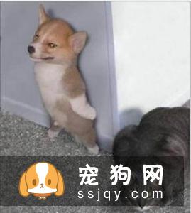 让大龄狗狗活得更舒服的五大方法