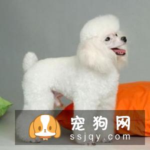 贵宾犬好养吗?贵宾犬饲养方法_贵宾犬怎样训练