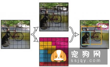迷你牛头梗的选购方法_迷你牛头梗的外形特征和介绍