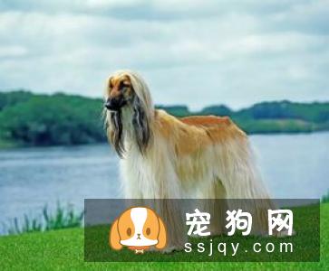 如果你不想让狗狗得“皮肤病”受罪，最好打开这篇文章！