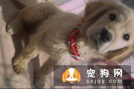 金毛可以吃馒头吗 金毛吃什么好