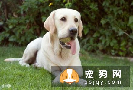 【比格犬挑选方法】比格犬有什么颜色？