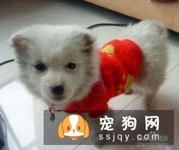 狗狗换牙需要注意的问题