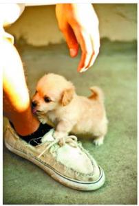 金毛幼犬能吃米饭吗 金毛幼犬吃什么好