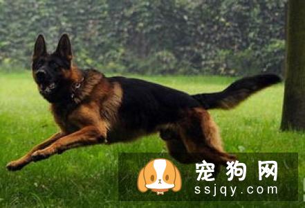 德国牧羊犬多少钱一只，好养吗_德牧图片|价格|训练