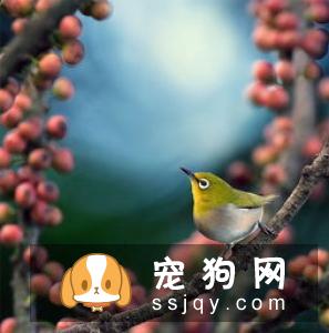 十条必知的狗狗生活习性