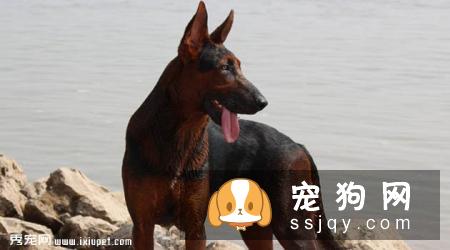 【苏联红犬】苏联红犬好养吗?苏联红犬图片|价格|训练