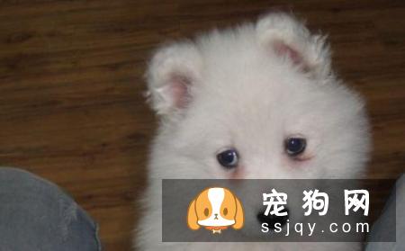 狗狗的饮食如何平衡您知道吗？