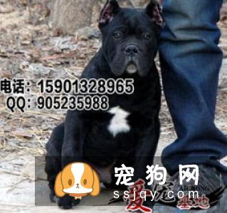 意大利护卫犬价格及图片大全