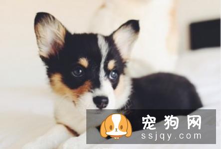 狗狗受凉拉肚子表现以及预防