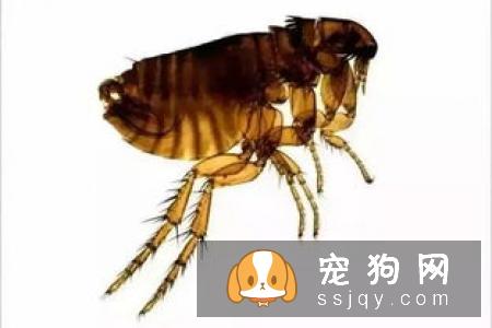 怎样及时有效发现爱宠的体内外寄生虫？