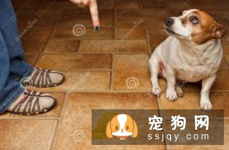 主人们还在头疼狗狗乱撒尿吗？