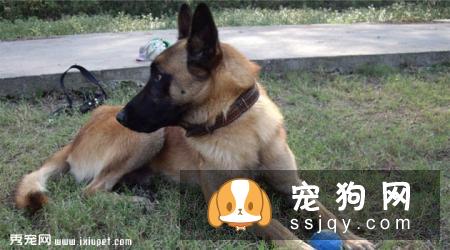 比利时玛利诺犬好养吗?比利时玛利诺犬图片|价格|训练