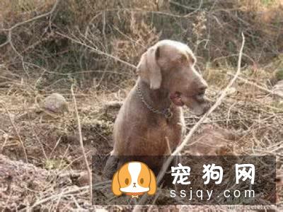 威玛猎犬好养吗?威玛猎犬多少钱_智商高吗？