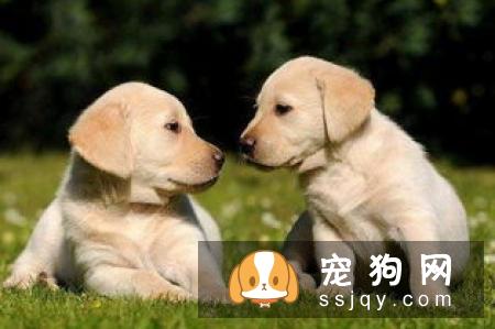 盘点常见的工作犬都有哪些品种？