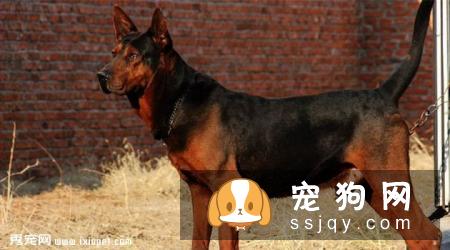 【苏联红犬】苏联红犬好养吗?苏联红犬图片|价格|训练