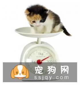 狗狗毛发过早变白，专家：因为它有心魔！