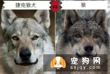 大型印加无毛犬和小型印加无毛犬的区别