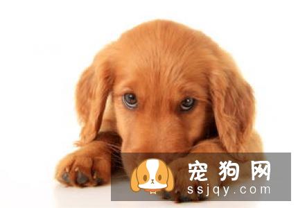 造成狗狗腹泻的4大元凶，请听我细细道来！