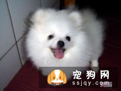 博美犬怎么养？博美犬价格_图片大全