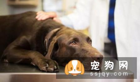 狗狗患上尿路感染怎么办？