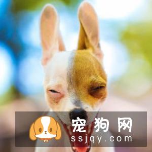 狗狗总是不听话怎么训练它？