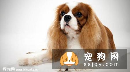 查理士王小猎犬多少钱，好养吗?查理士王小猎犬图片|外形特征