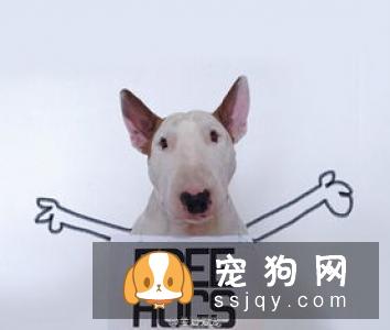 涨姿势——狗狗的恐手症！