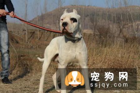 巴仙吉犬好养吗_智商高不高_巴仙吉犬多少钱一只