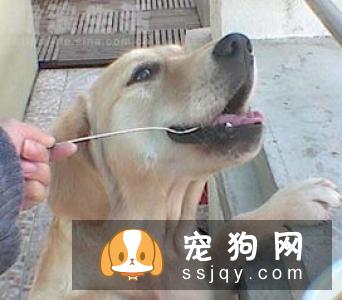 金毛幼犬能吃米饭吗 金毛幼犬吃什么好