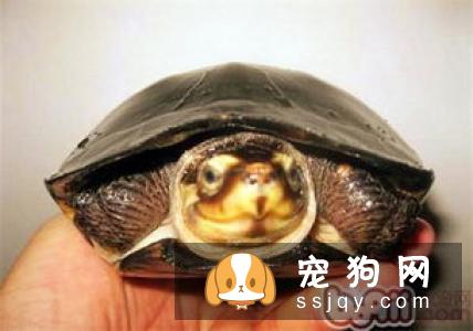 凯利蓝梗形态特征_凯利蓝梗图片_凯利蓝梗饲养_多少钱一只