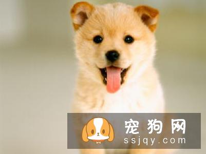 柴犬一块一块脱毛 柴犬脱毛的原因居然这么多