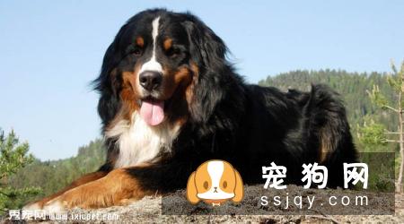【伯恩山犬】伯恩山犬的性格特征及喂养方式