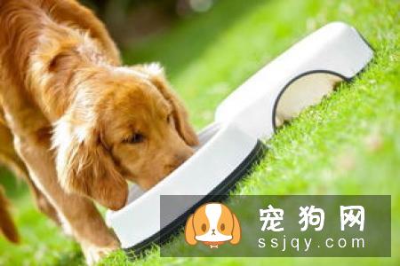 阿富汗小猎犬好养吗?阿富汗小猎犬多少钱_智商高吗