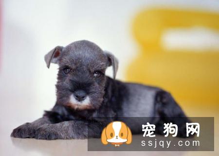 【狗狗补钙知识】怎么给罗威纳幼犬补钙？
