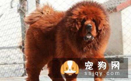 爱尔兰雪达犬多少钱，好养吗?爱尔兰雪达犬图片|价格|训练