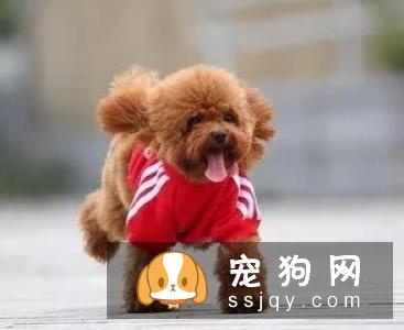 狗狗总是不听话怎么训练它？