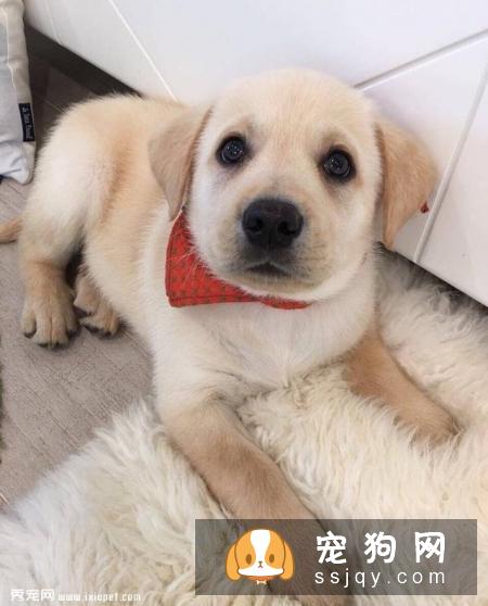 狗狗拉肚子别不当回事，有可能是感染细小病毒了