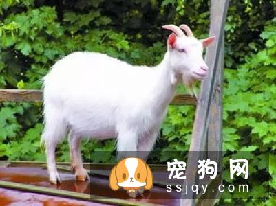纽波利顿獒犬好养吗?纽波利顿獒犬的生活习性