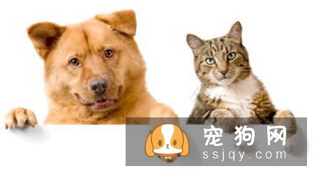 【狗狗训练】狗狗不听话可以打它吗？
